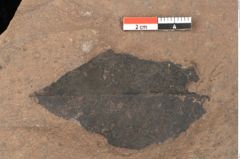 Foto (Detailsansicht) von Quercus palaeoilex Ettingshausen (NHMW-GEO-2024-0188-0936)
